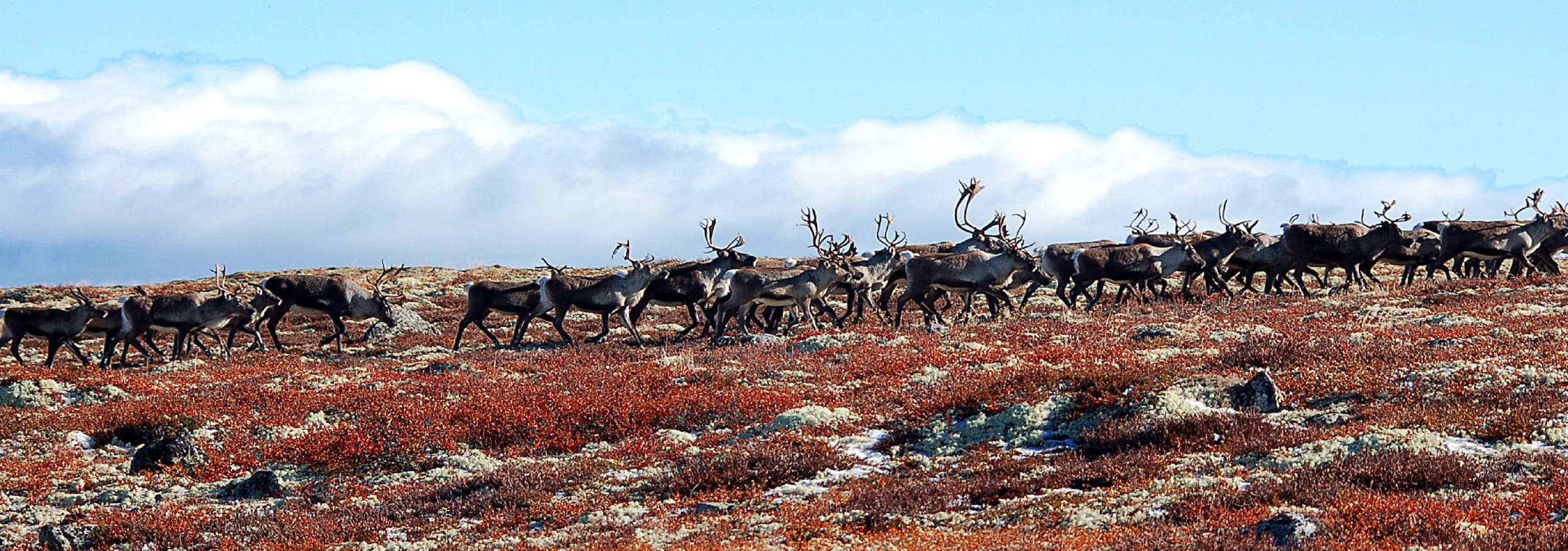Rensdyrjægerne fra Jels – de første moderne mennesker i Sydskandinavien
