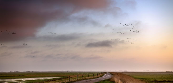 Das Marschland bei Højer